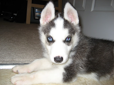 Tri colored husky - Siberian Husky General - Husky Owners - The ...